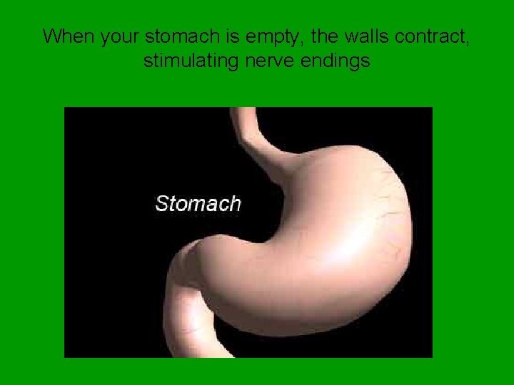 When your stomach is empty, the walls contract, stimulating nerve endings 