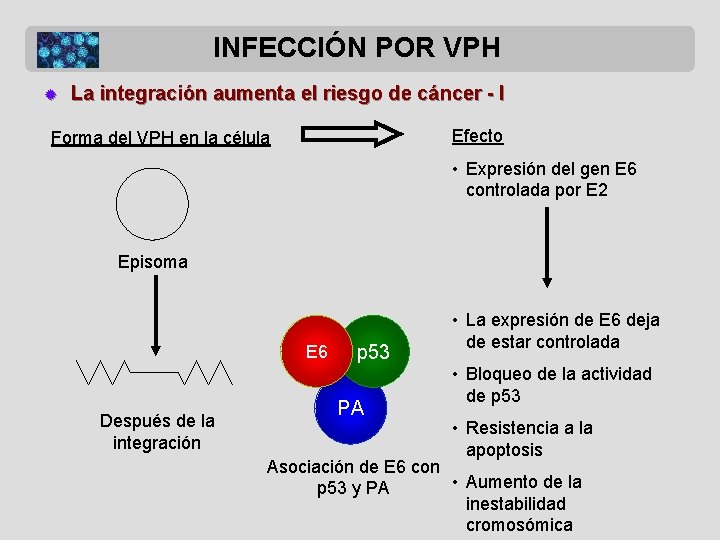 INFECCIÓN POR VPH ® La integración aumenta el riesgo de cáncer - I Efecto