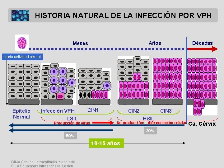 HISTORIA NATURAL DE LA INFECCIÓN POR VPH Años Meses Décadas Inicio actividad sexual Epitelio