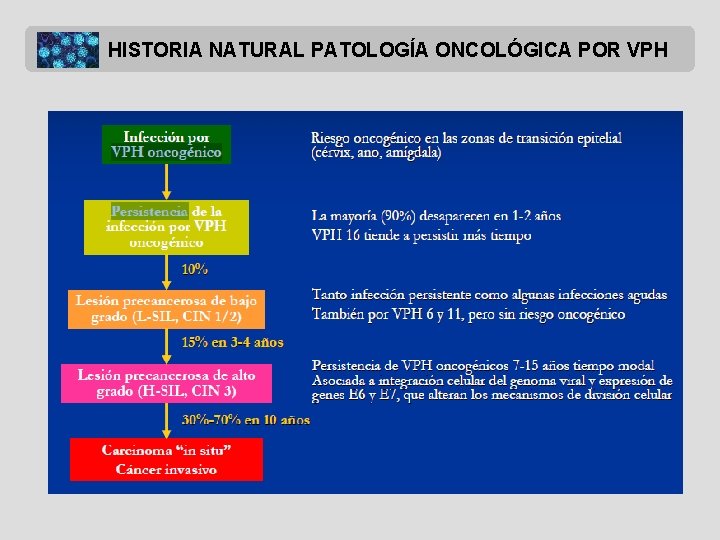 HISTORIA NATURAL PATOLOGÍA ONCOLÓGICA POR VPH 