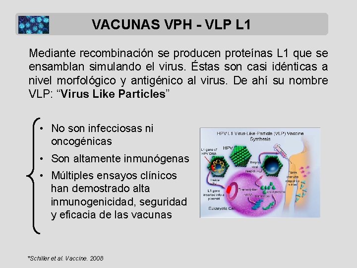 VACUNAS VPH - VLP L 1 Mediante recombinación se producen proteínas L 1 que