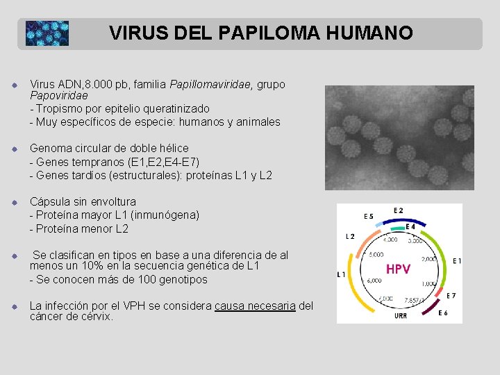 VIRUS DEL PAPILOMA HUMANO ® Virus ADN, 8. 000 pb, familia Papillomaviridae, grupo Papoviridae