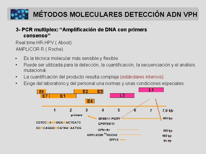 MÉTODOS MOLECULARES DETECCIÓN ADN VPH 3 - PCR multiplex: “Amplificación de DNA con primers