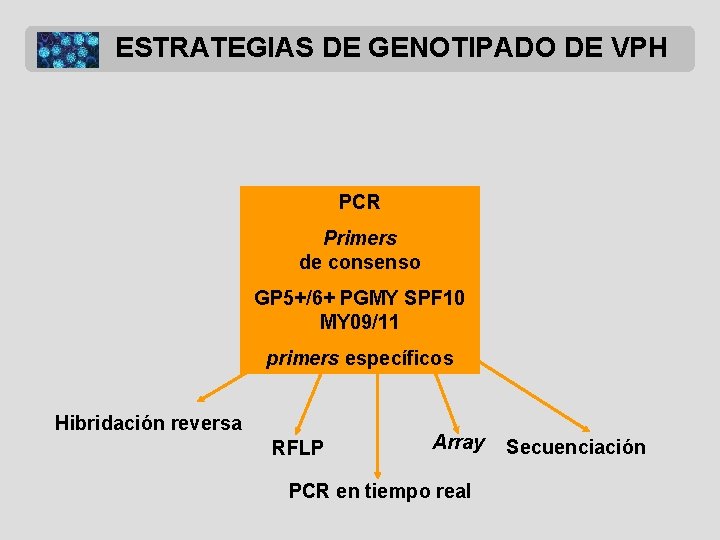 ESTRATEGIAS DE GENOTIPADO DE VPH PCR Primers de consenso GP 5+/6+ PGMY SPF 10