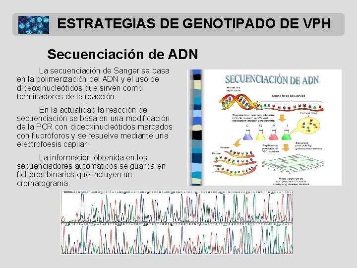 ESTRATEGIAS DE GENOTIPADO DE VPH Secuenciación de ADN La secuenciación de Sanger se basa
