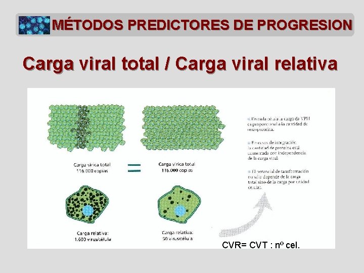 MÉTODOS PREDICTORES DE PROGRESION Carga viral total / Carga viral relativa CVR= CVT :