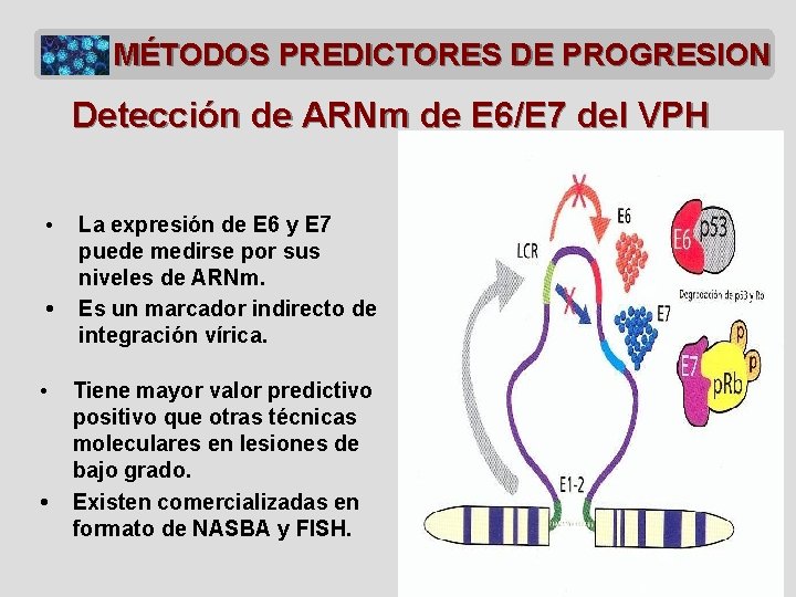 MÉTODOS PREDICTORES DE PROGRESION Detección de ARNm de E 6/E 7 del VPH •
