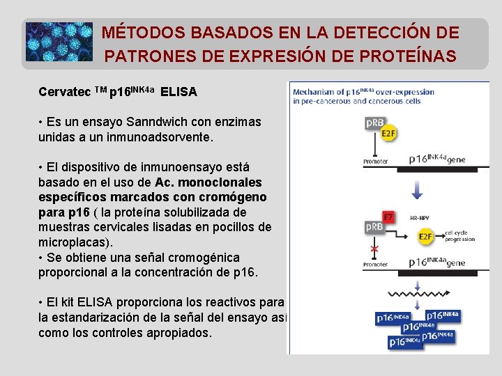 MÉTODOS BASADOS EN LA DETECCIÓN DE PATRONES DE EXPRESIÓN DE PROTEÍNAS Cervatec TM p