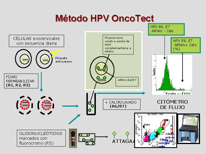 Método HPV Onco. Tect HPV E 6, E 7 ARNm - Cels CÉLULAS exocervicales