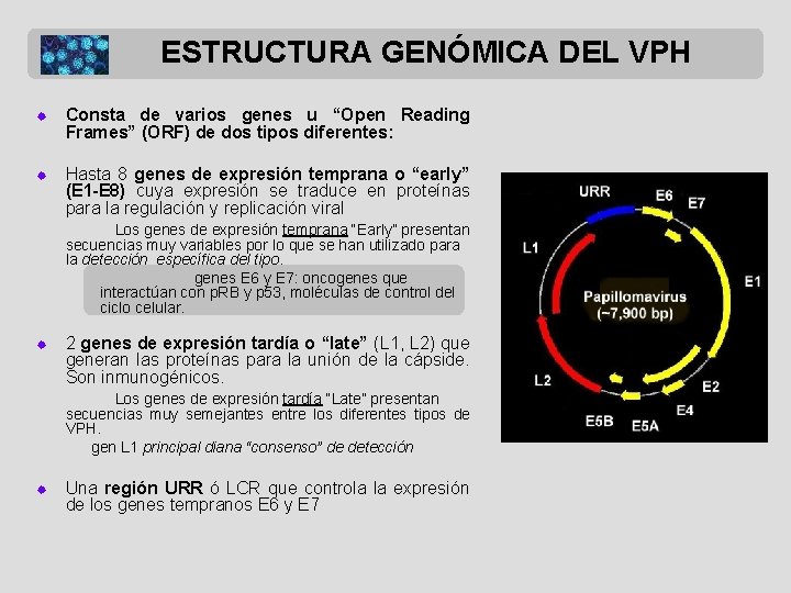 ESTRUCTURA GENÓMICA DEL VPH ® Consta de varios genes u “Open Reading Frames” (ORF)