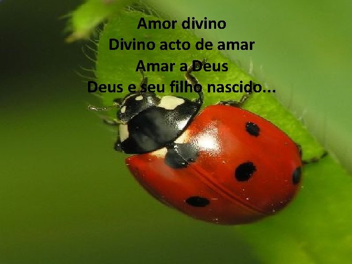 Amor divino Divino acto de amar Amar a Deus e seu filho nascido. .