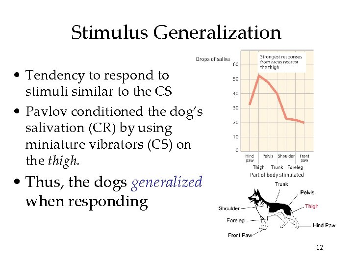 Stimulus Generalization • Tendency to respond to stimuli similar to the CS • Pavlov