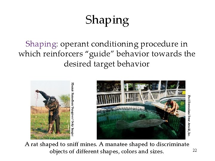 Shaping: operant conditioning procedure in which reinforcers “guide” behavior towards the desired target behavior