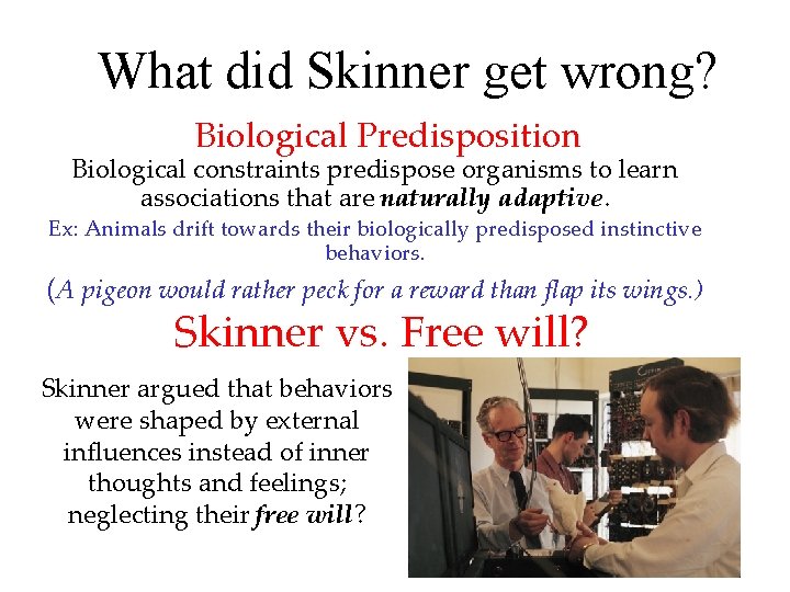 What did Skinner get wrong? Biological Predisposition Biological constraints predispose organisms to learn associations