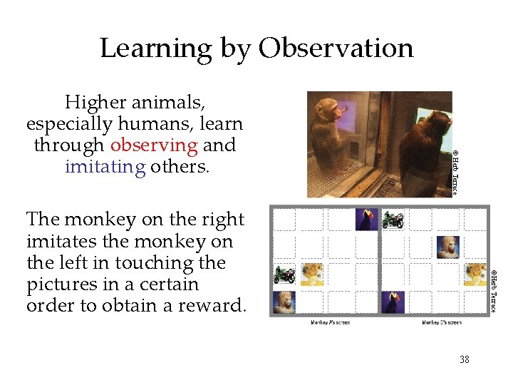 Learning by Observation © Herb Terrace Higher animals, especially humans, learn through observing and