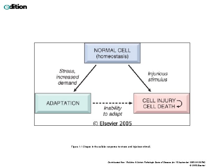 Figure 1 -1 Stages in the cellular response to stress and injurious stimuli. Downloaded