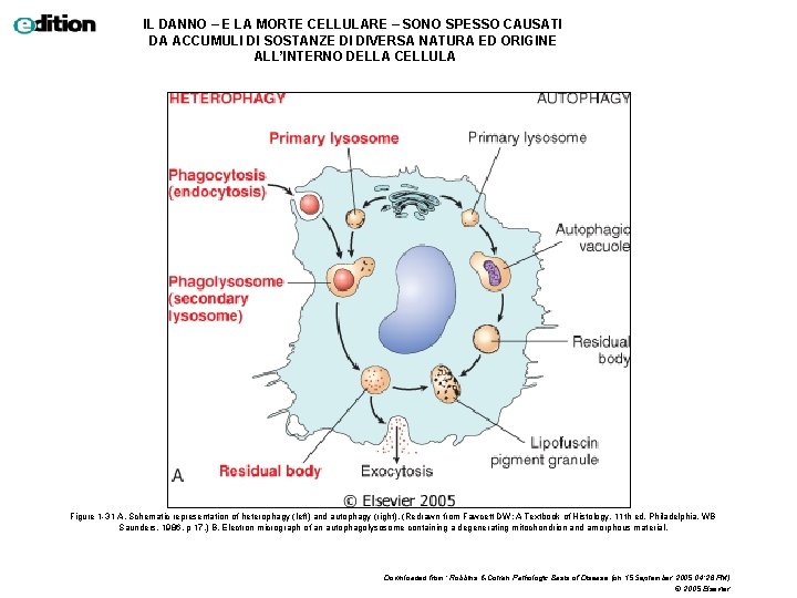 IL DANNO – E LA MORTE CELLULARE – SONO SPESSO CAUSATI DA ACCUMULI DI