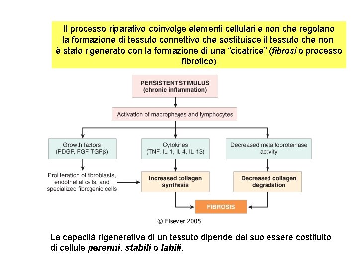 Il processo riparativo coinvolge elementi cellulari e non che regolano la formazione di tessuto