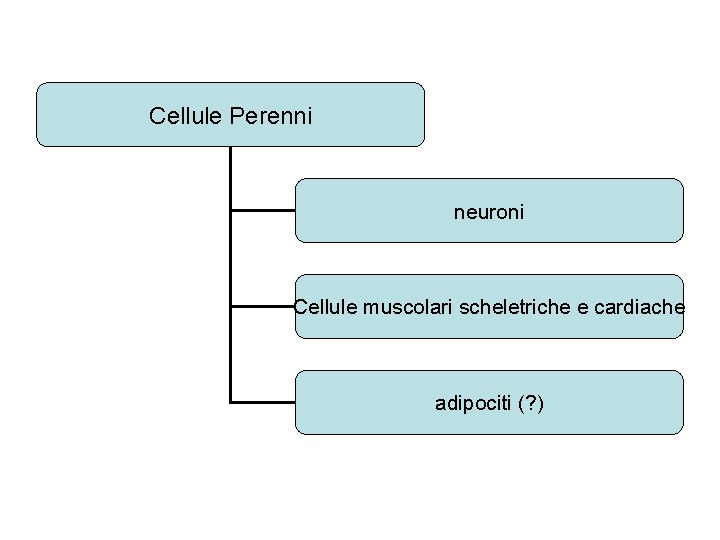 Cellule Perenni neuroni Cellule muscolari scheletriche e cardiache adipociti (? ) 