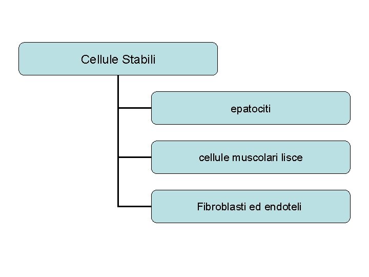 Cellule Stabili epatociti cellule muscolari lisce Fibroblasti ed endoteli 