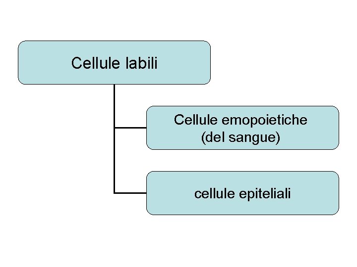 Cellule labili Cellule emopoietiche (del sangue) cellule epiteliali 