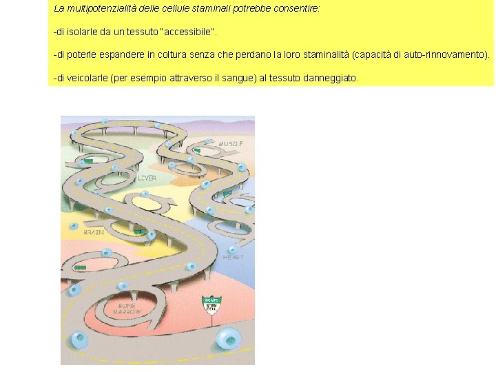 La multipotenzialità delle cellule staminali potrebbe consentire: -di isolarle da un tessuto “accessibile”. -di