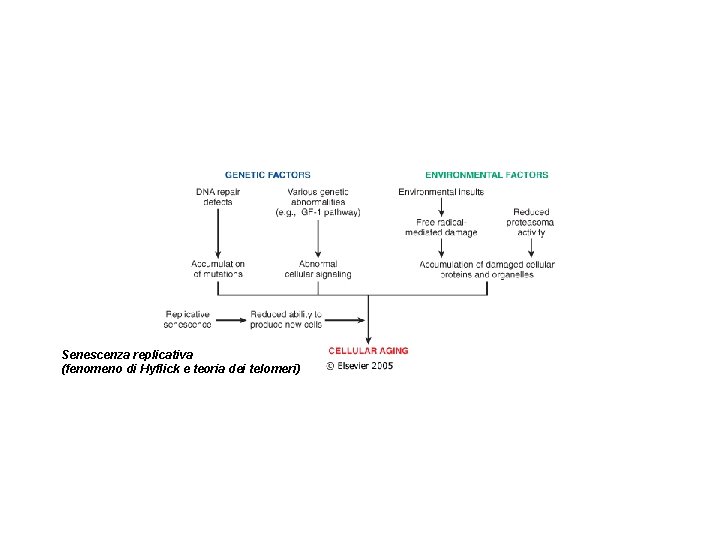 Senescenza replicativa (fenomeno di Hyflick e teoria dei telomeri) 