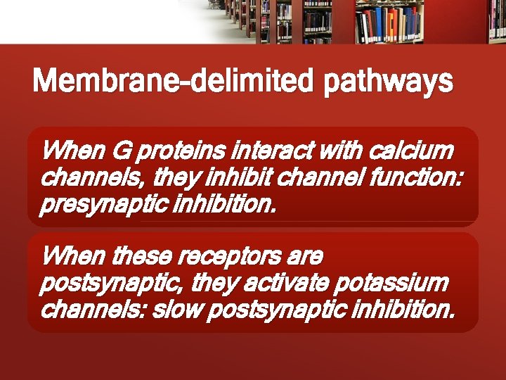 Membrane-delimited pathways When G proteins interact with calcium channels, they inhibit channel function: presynaptic
