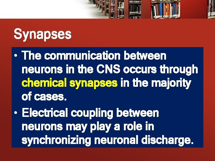 Synapses • The communication between neurons in the CNS occurs through chemical synapses in