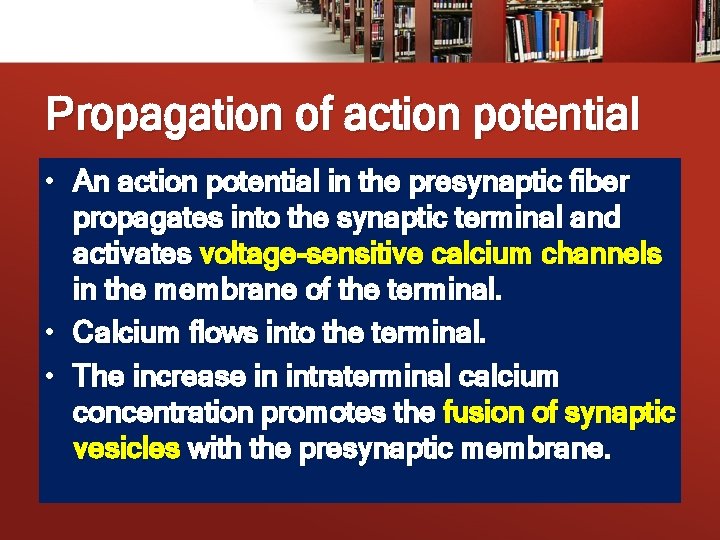 Propagation of action potential • An action potential in the presynaptic fiber propagates into