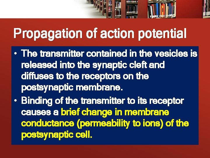 Propagation of action potential • The transmitter contained in the vesicles is released into