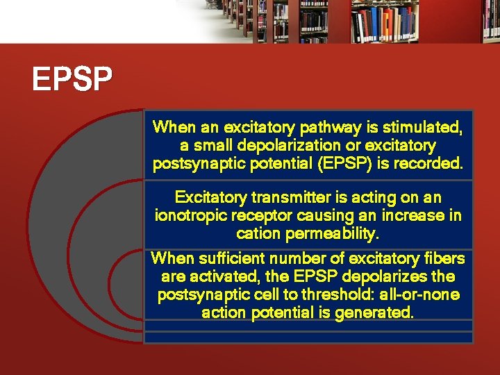 EPSP When an excitatory pathway is stimulated, a small depolarization or excitatory postsynaptic potential