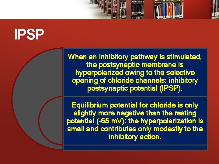 IPSP When an inhibitory pathway is stimulated, the postsynaptic membrane is hyperpolarized owing to