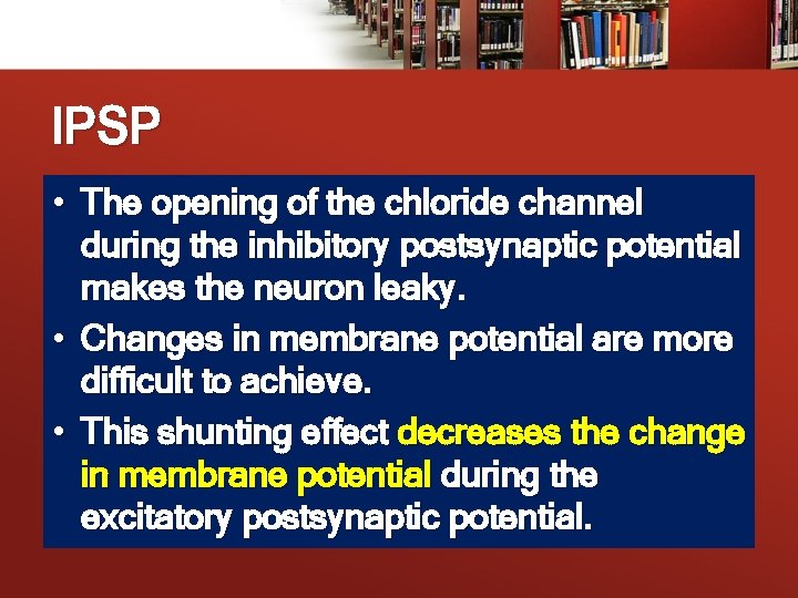 IPSP • The opening of the chloride channel during the inhibitory postsynaptic potential makes