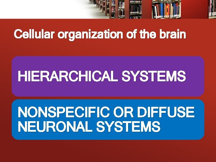 Cellular organization of the brain HIERARCHICAL SYSTEMS NONSPECIFIC OR DIFFUSE NEURONAL SYSTEMS 