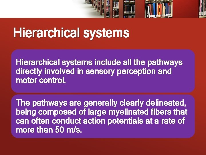 Hierarchical systems include all the pathways directly involved in sensory perception and motor control.