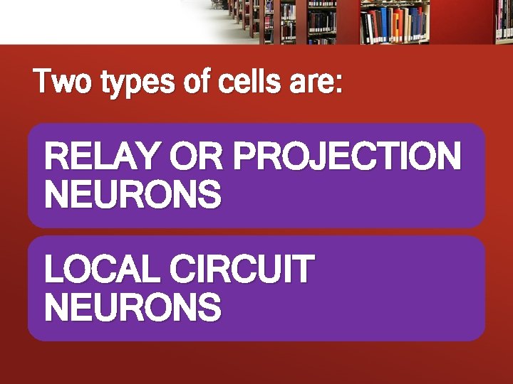 Two types of cells are: RELAY OR PROJECTION NEURONS LOCAL CIRCUIT NEURONS 