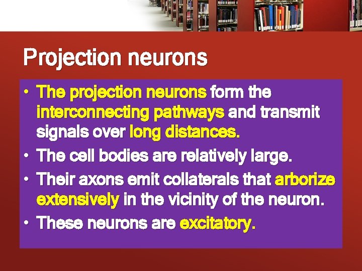 Projection neurons • The projection neurons form the interconnecting pathways and transmit signals over