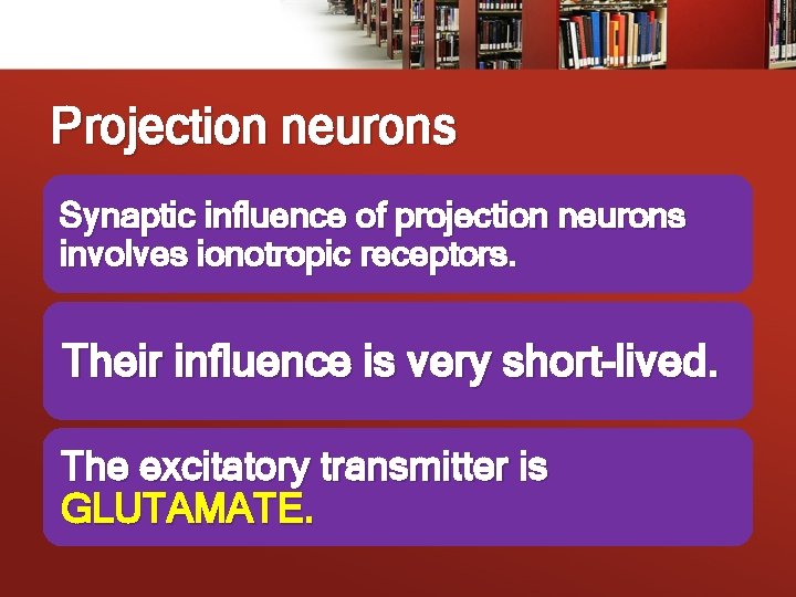 Projection neurons Synaptic influence of projection neurons involves ionotropic receptors. Their influence is very