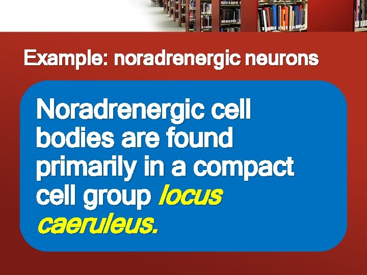 Example: noradrenergic neurons Noradrenergic cell bodies are found primarily in a compact cell group