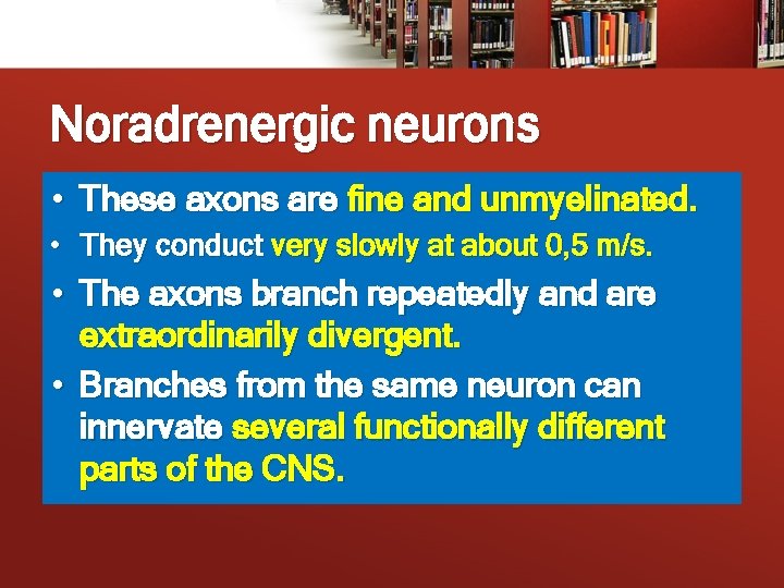 Noradrenergic neurons • These axons are fine and unmyelinated. • They conduct very slowly