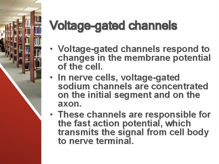 Voltage-gated channels • Voltage-gated channels respond to changes in the membrane potential of the