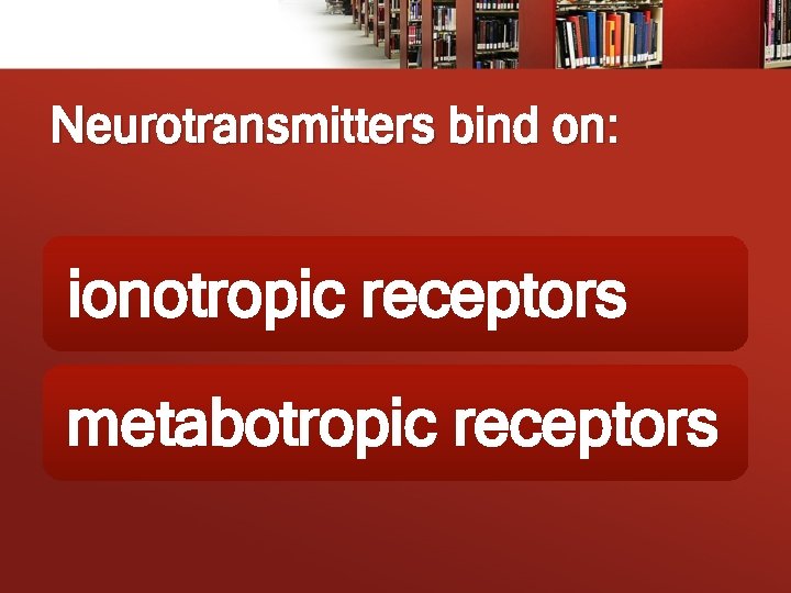 Neurotransmitters bind on: ionotropic receptors metabotropic receptors 