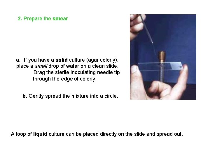 2. Prepare the smear a. If you have a solid culture (agar colony), place