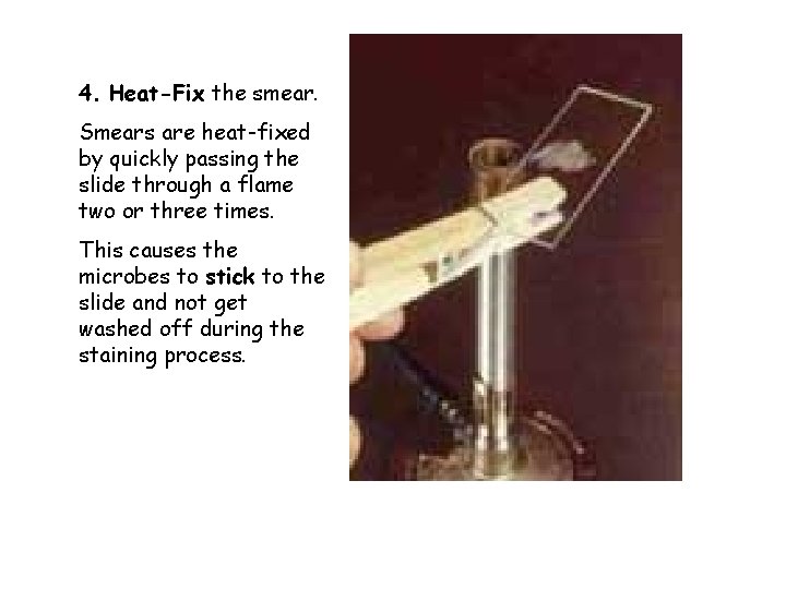 4. Heat-Fix the smear. Smears are heat-fixed by quickly passing the slide through a