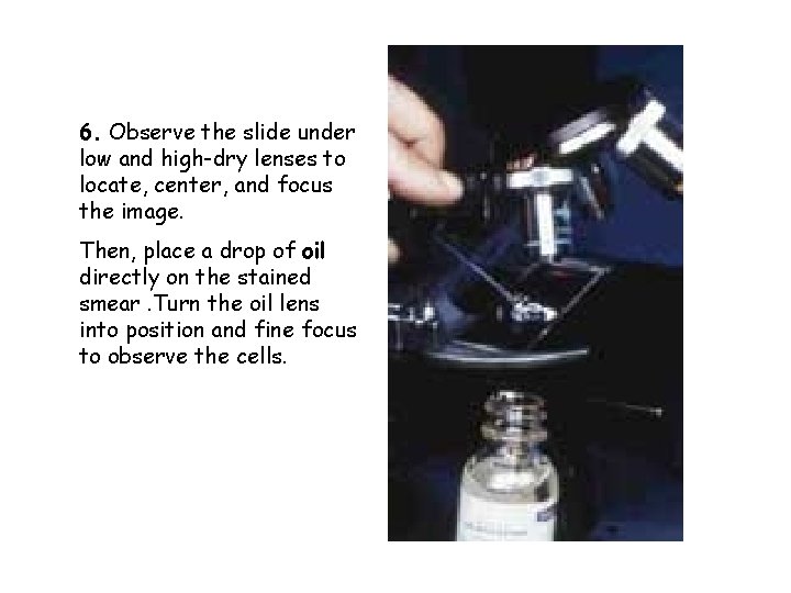 6. Observe the slide under low and high-dry lenses to locate, center, and focus