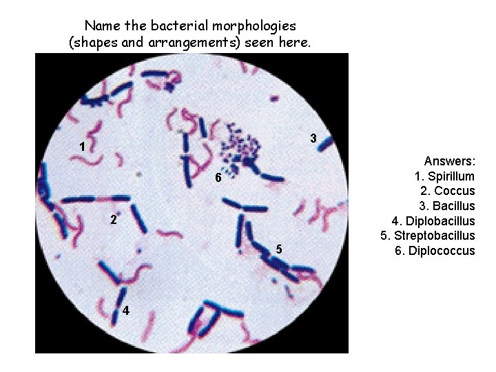 Name the bacterial morphologies (shapes and arrangements) seen here. 3 1 6 2 5
