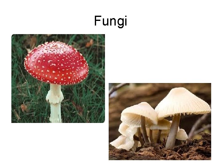 Fungi 