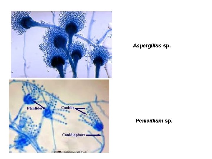 Aspergillus sp. Penicillium sp. 
