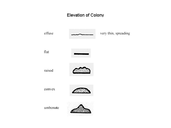 Elevation of Colony 